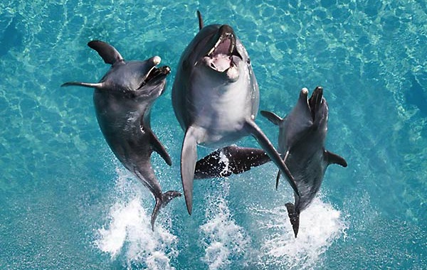 #Image courtesy of Gold Coast Tourism